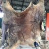 Buy Dried salted cow hide